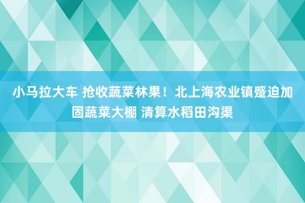 小马拉大车 抢收蔬菜林果！北上海农业镇蹙迫加固蔬菜大棚 清算水稻田沟渠