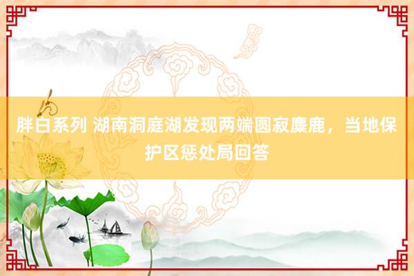 胖白系列 湖南洞庭湖发现两端圆寂麋鹿，当地保护区惩处局回答